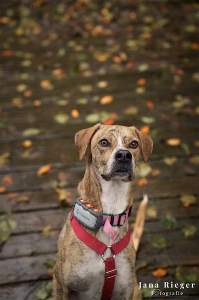 Paco sucht ein Zuhause