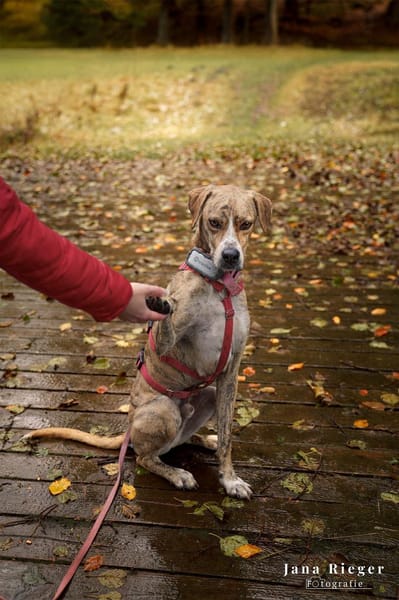 Paco sucht ein Zuhause