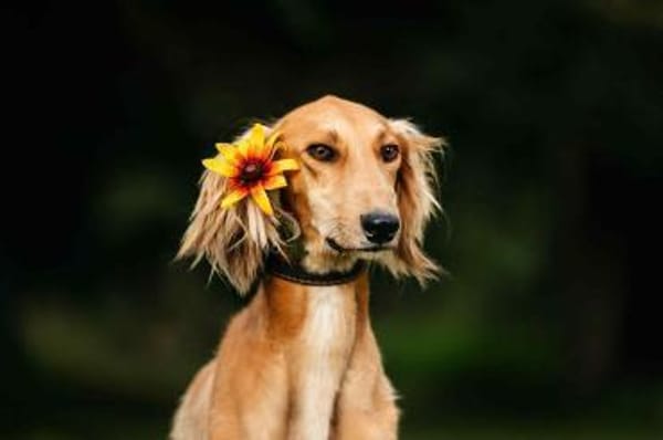 Hübscher Taymuraz sucht seine Familie