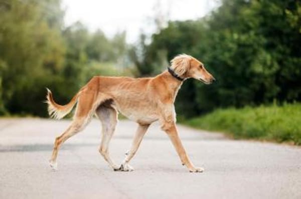 Hübscher Taymuraz sucht seine Familie