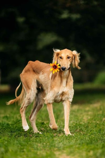 Hübscher Taymuraz sucht seine Familie