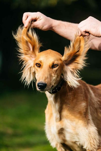 Hübscher Taymuraz sucht seine Familie