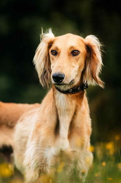 Hübscher Taymuraz sucht seine Familie