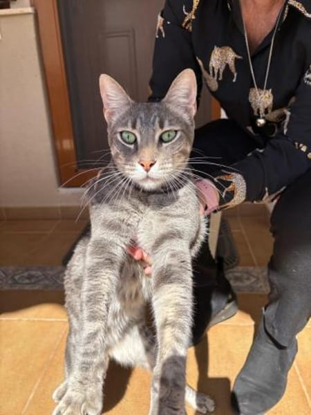 Philipp  sozialer und liebevoller Kater