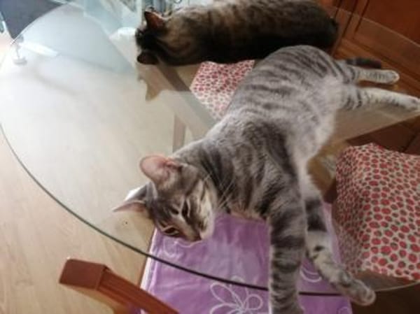 Philipp  sozialer und liebevoller Kater