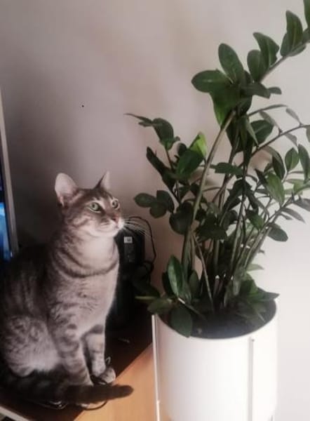 Philipp  sozialer und liebevoller Kater