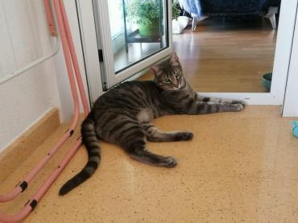 Philipp  sozialer und liebevoller Kater