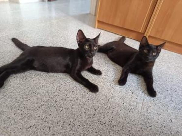 Drei Kitten suchen ein Zuhause