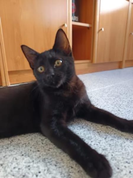 Drei Kitten suchen ein Zuhause