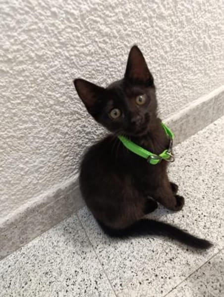 Drei Kitten suchen ein Zuhause