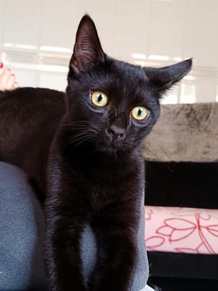 Drei Kitten suchen ein Zuhause