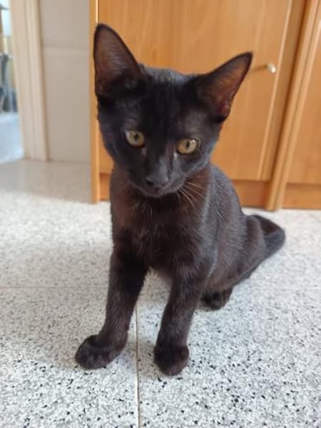 Drei Kitten suchen ein Zuhause