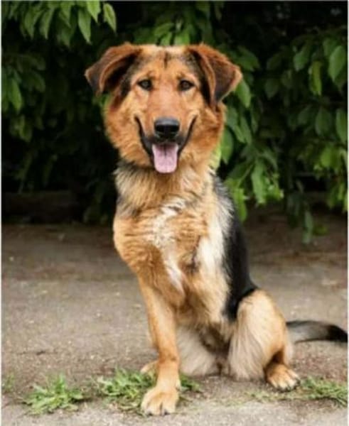 Naya - mit drei beinen ins Glück?