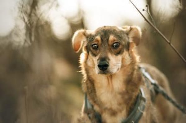 Vorsichtiger Zhuzhik sucht sein Zuhause