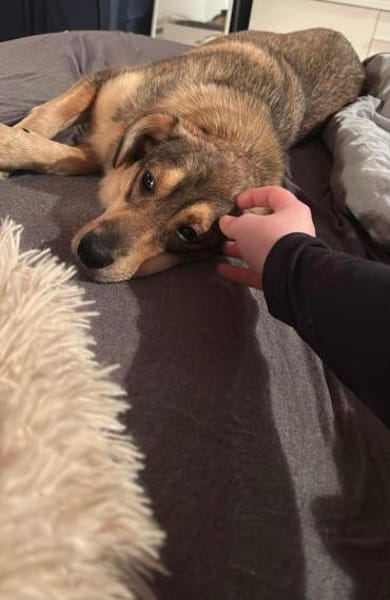 Vorsichtiger Zhuzhik sucht sein Zuhause