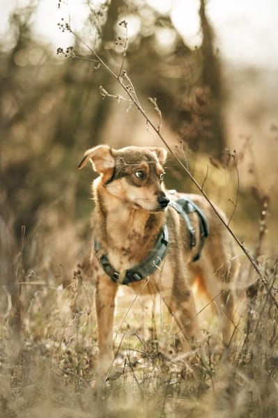 Vorsichtiger Zhuzhik sucht sein Zuhause