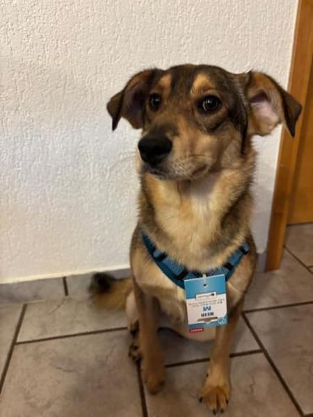 Vorsichtiger Zhuzhik sucht sein Zuhause