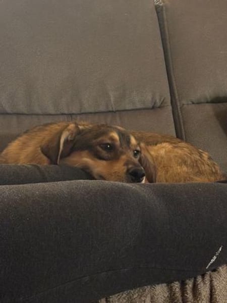 Vorsichtiger Zhuzhik sucht sein Zuhause