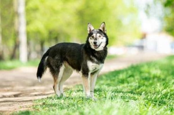 Frohnatur Lina sucht ihre Menschen