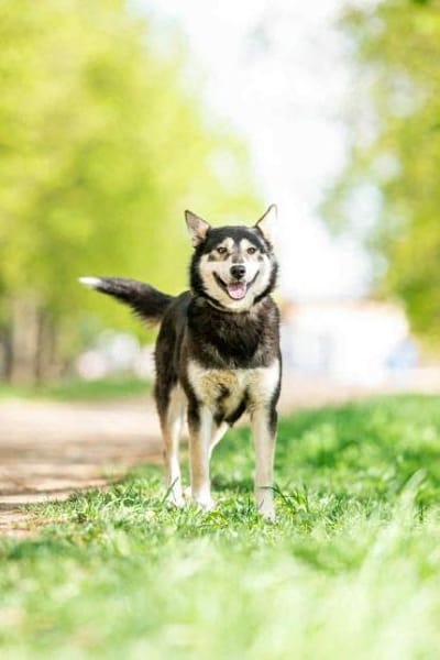 Frohnatur Lina sucht ihre Menschen