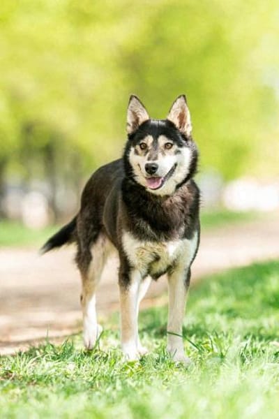 Frohnatur Lina sucht ihre Menschen