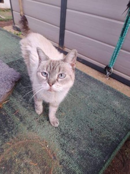 Hübsche Katzendame Media Cola