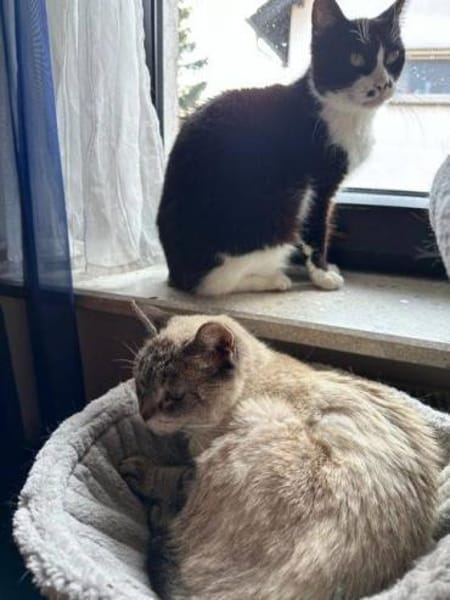 Hübsche Katzendame Media Cola