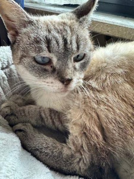 Hübsche Katzendame Media Cola