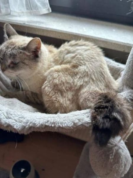 Hübsche Katzendame Media Cola