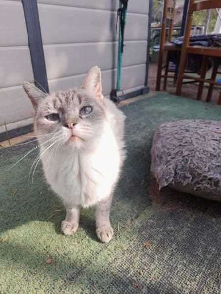 Hübsche Katzendame Media Cola