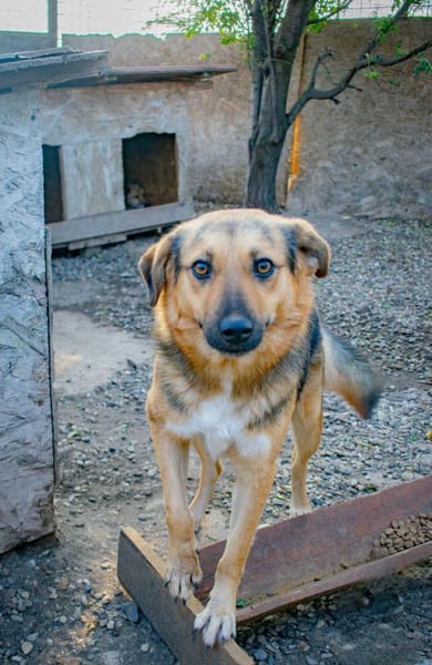 Charmanter JIMMY sucht seine Menschen
