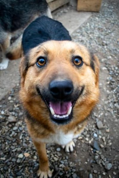 Charmanter JIMMY sucht seine Menschen