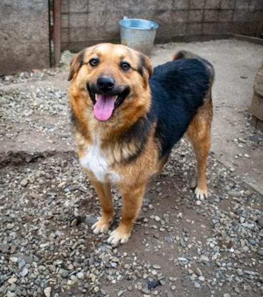 Charmanter JIMMY sucht seine Menschen