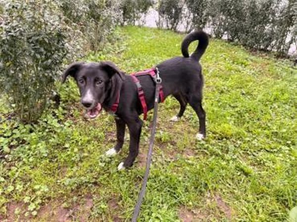 Anna - wartet in 66500 Hornbach