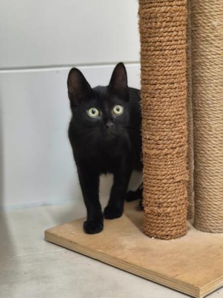 Mino, Pablo, Pino und Raiko