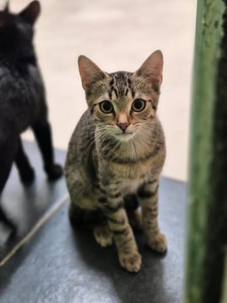 Mino, Pablo, Pino und Raiko