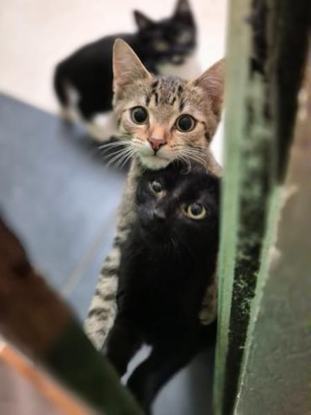 Mino, Pablo, Pino und Raiko