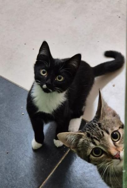 Mino, Pablo, Pino und Raiko