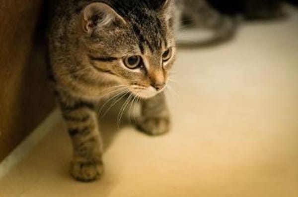 Mino, Pablo, Pino und Raiko