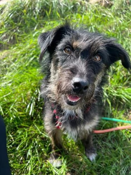 Schwänzchenwedelnd ins Glück - Polly