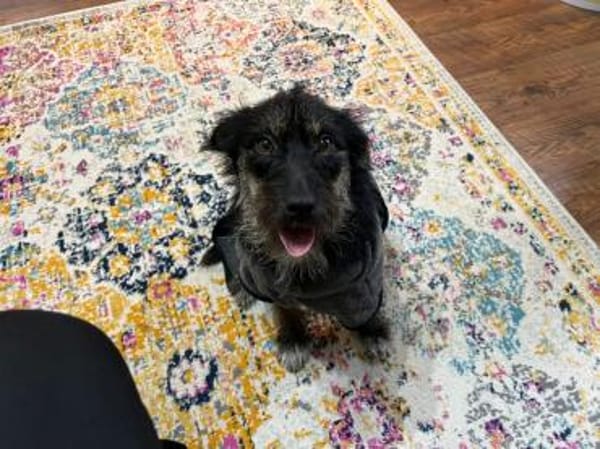 Schwänzchenwedelnd ins Glück - Polly