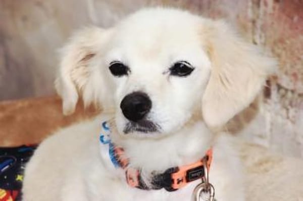 Ivan, kleiner Herzenshund, ca. 13 J 5245