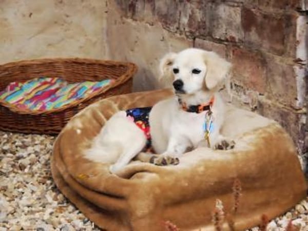 Ivan, kleiner Herzenshund, ca. 13 J 5245