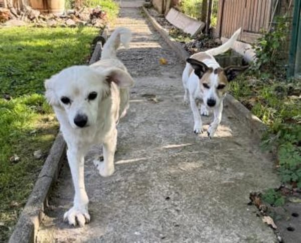 Ivan, kleiner Herzenshund, ca. 13 J 5245