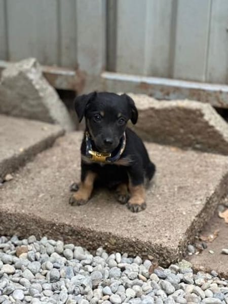 Constantin, fröhlicher Hundejunge, 3M