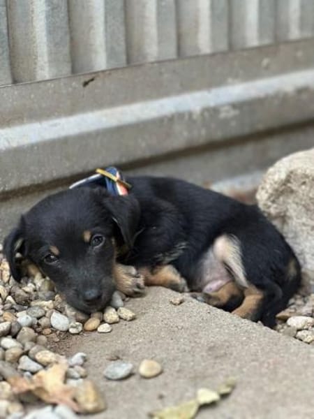 Constantin, fröhlicher Hundejunge, 3M