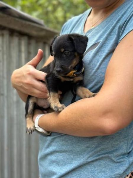 Constantin, fröhlicher Hundejunge, 3M