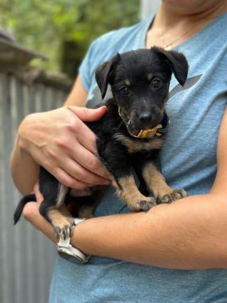 Constantin, fröhlicher Hundejunge, 3M