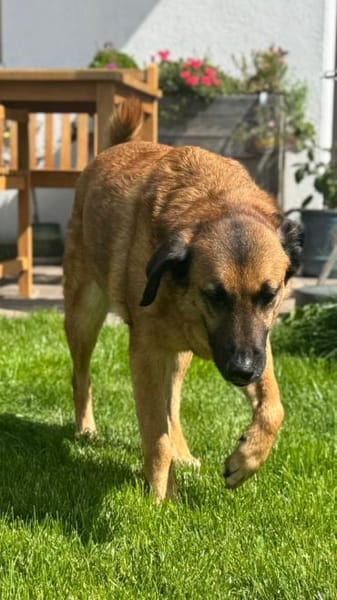 Miss Lucy, treuherzige Seniorin,8J 93047