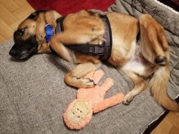 Miss Lucy, treuherzige Seniorin,8J 93047